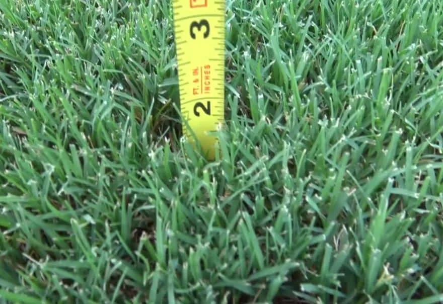 bermuda grass lawn close-up