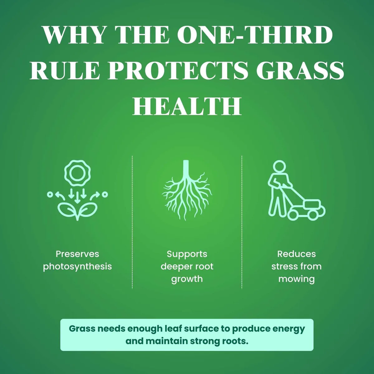 bermuda grass mowing one-third rule