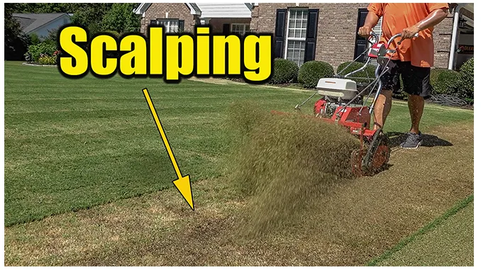 bermuda grass scalping damage