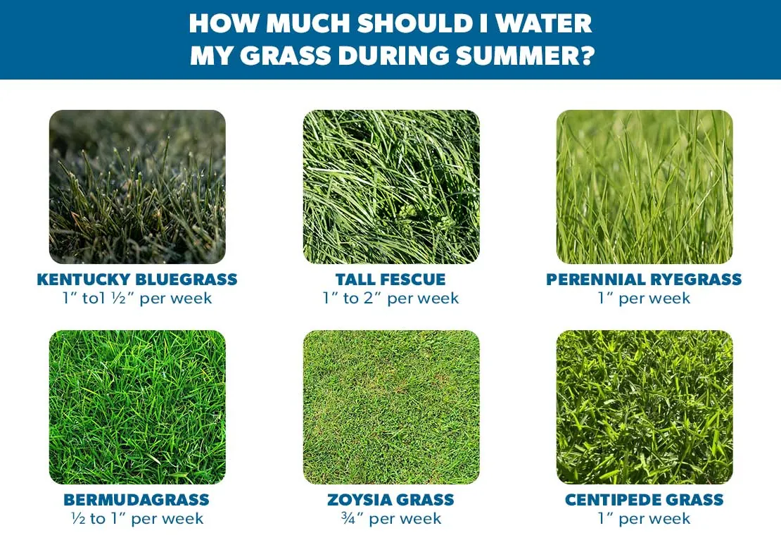 Checking soil moisture in Kentucky bluegrass to determine watering needs.
