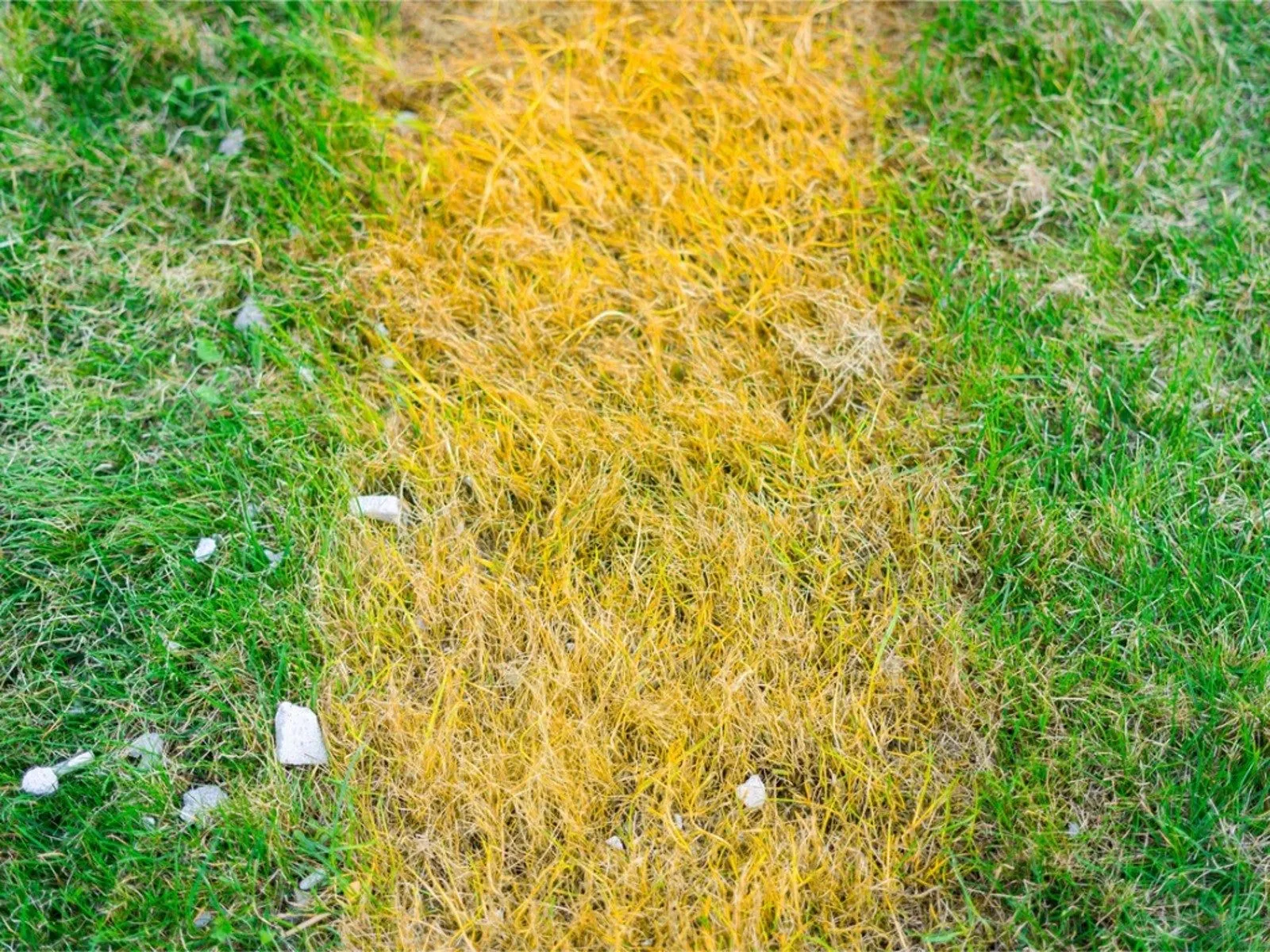 Close-up of Kentucky bluegrass blades showing signs of yellowing and nutrient deficiency symptoms.