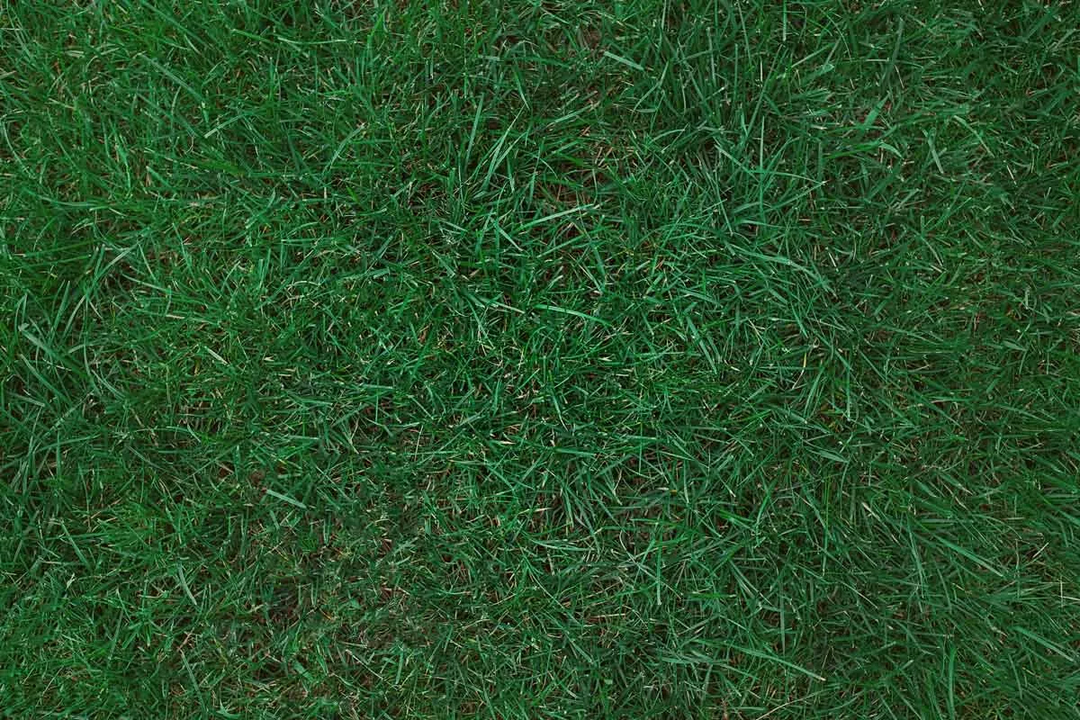 Dry and cracked garden soil showing how inconsistent moisture affects Kentucky bluegrass seed germination.
