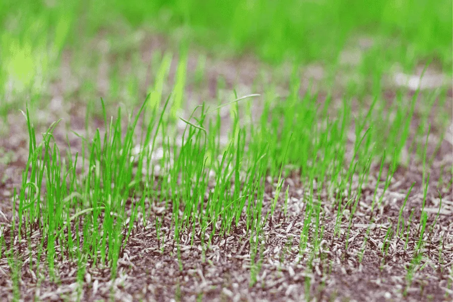 Healthy tall Kentucky blue grass blades providing shade to the soil in a lawn.