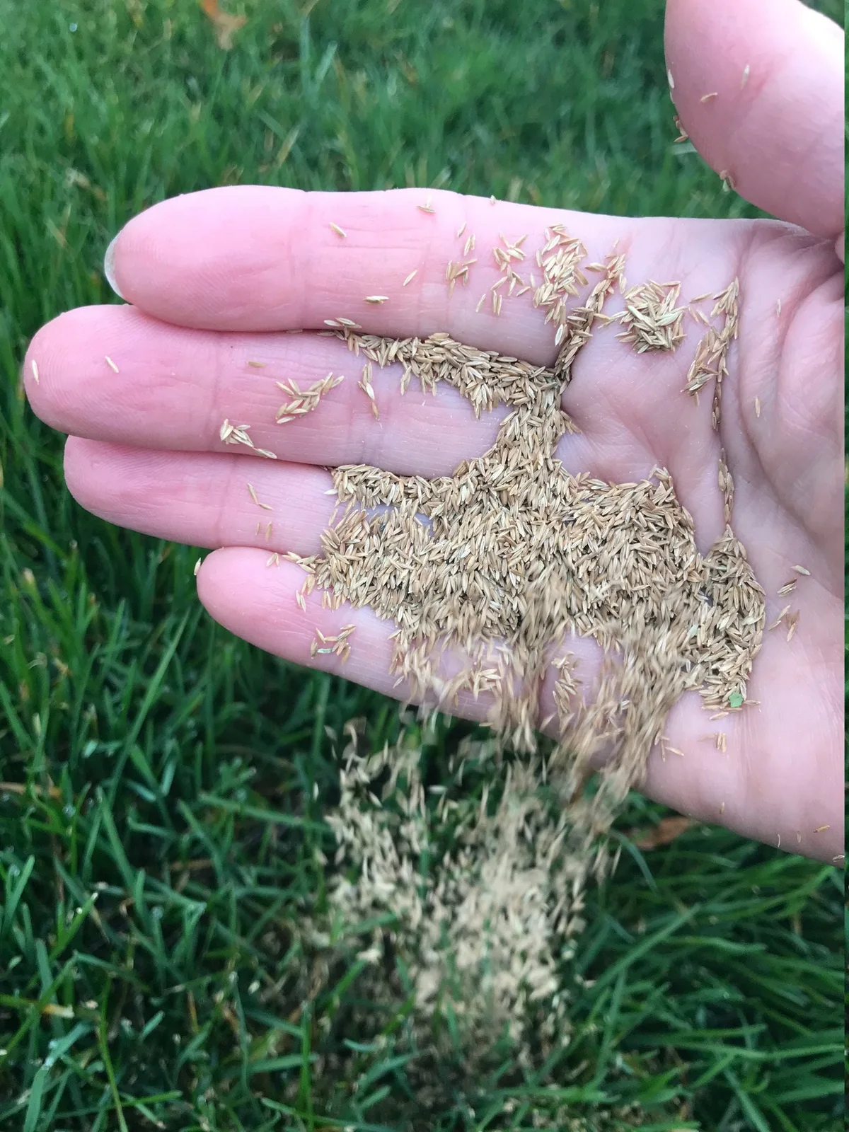 Kentucky bluegrass (Poa pratensis)