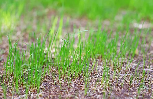A layer of mulch being applied to keep Kentucky bluegrass seeds moist for better growth.