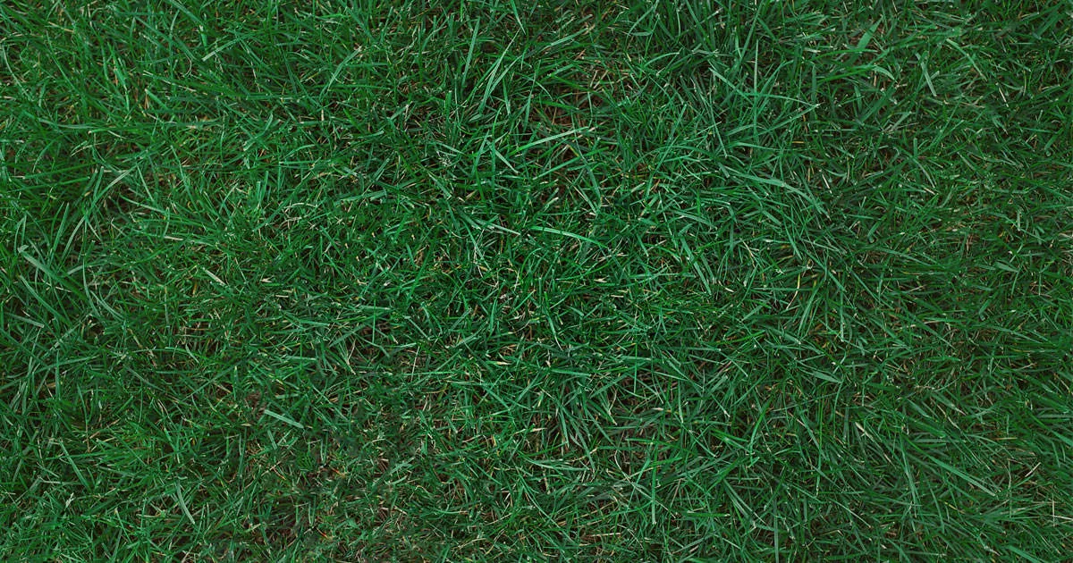 Morning dew on Kentucky bluegrass blades in a well-maintained lawn.