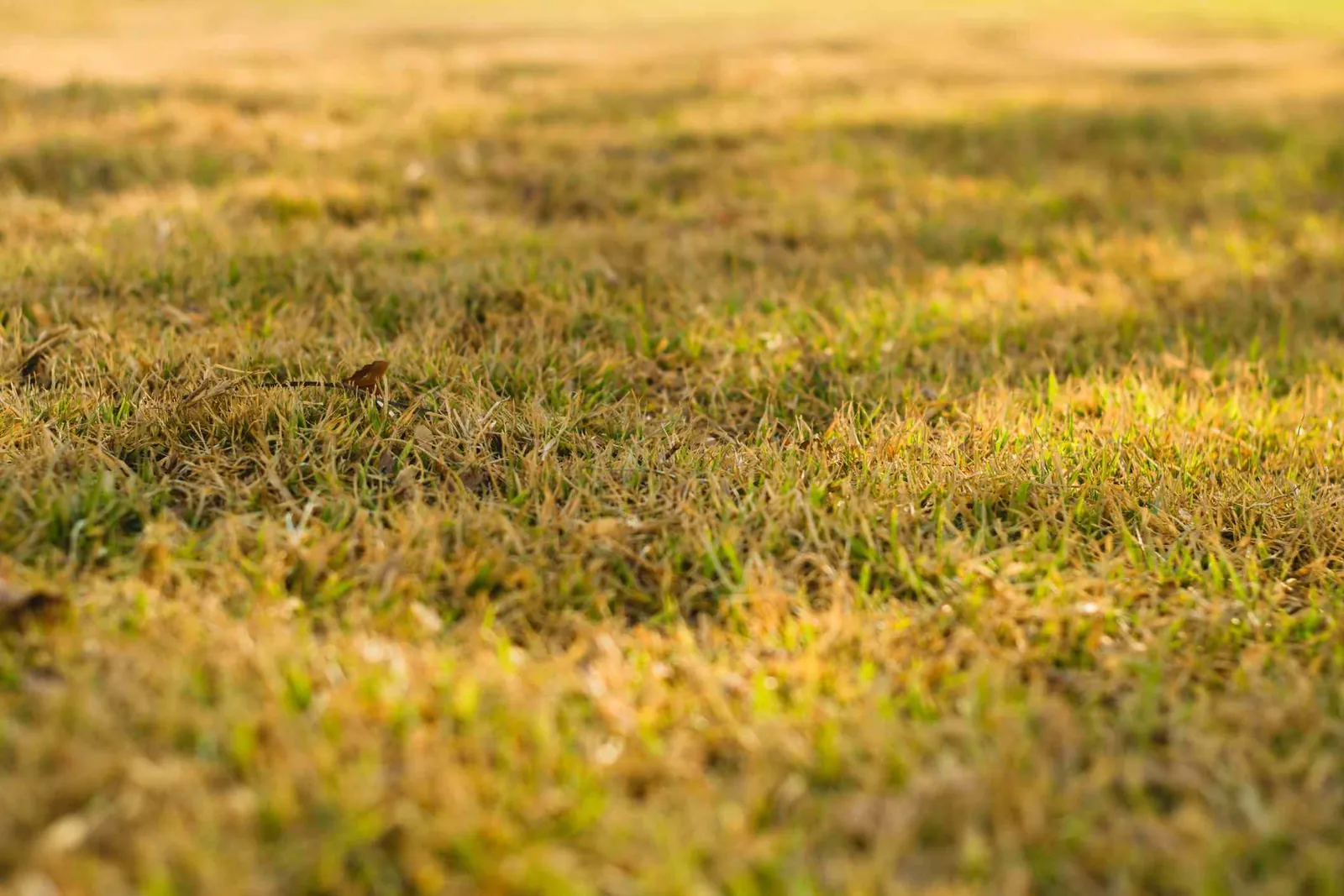 Saturated soil and roots of Kentucky bluegrass showing effects of severe overwatering damage.