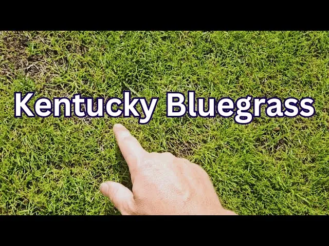 A tiny sprout emerging from a Kentucky bluegrass seed nestled in moist garden soil.