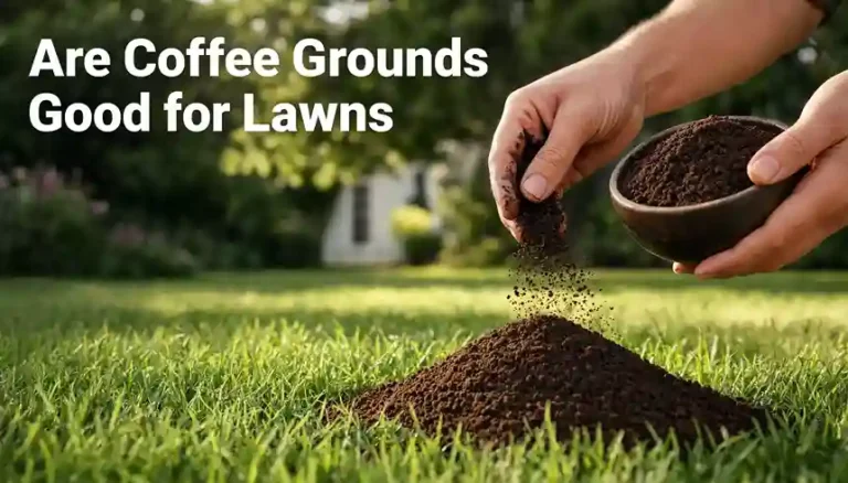 Are Coffee Grounds Good for Lawns? My Proven Results Are Coffee Grounds Good for Lawns