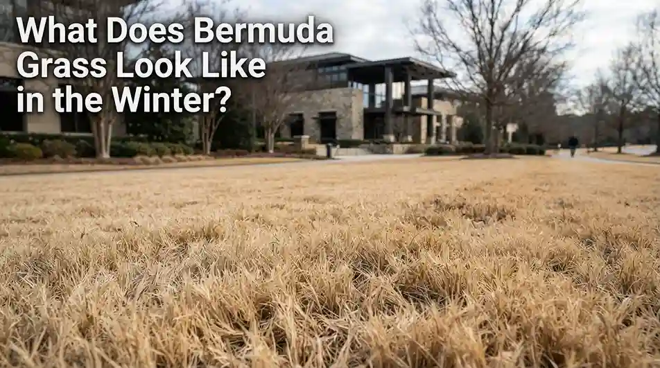 What Does Bermuda Grass Look Like in the Winter
