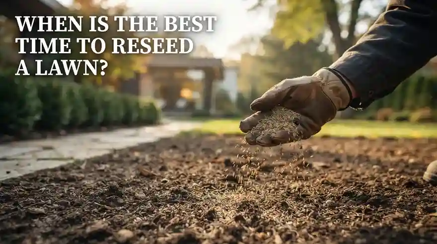 When Is the Best Time to Reseed a Lawn