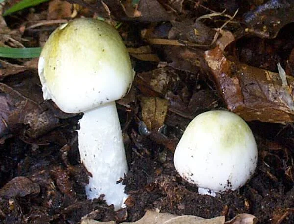 Amanita phalloides death cap mushroom
