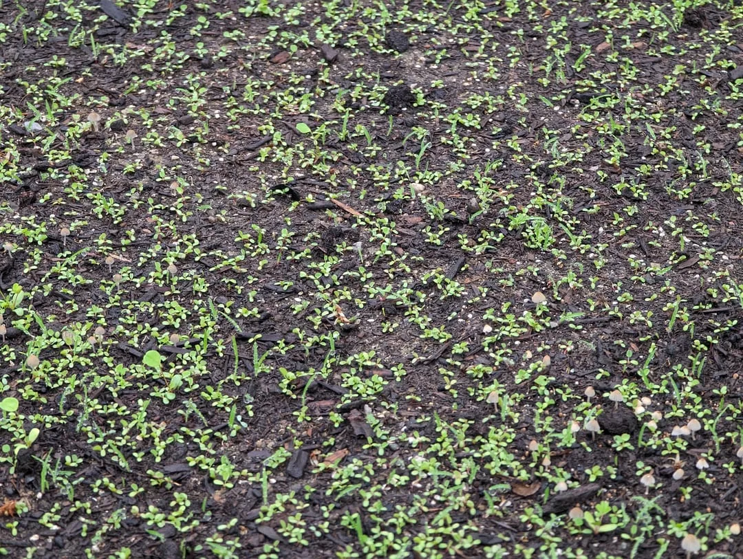 bahia grass taproot