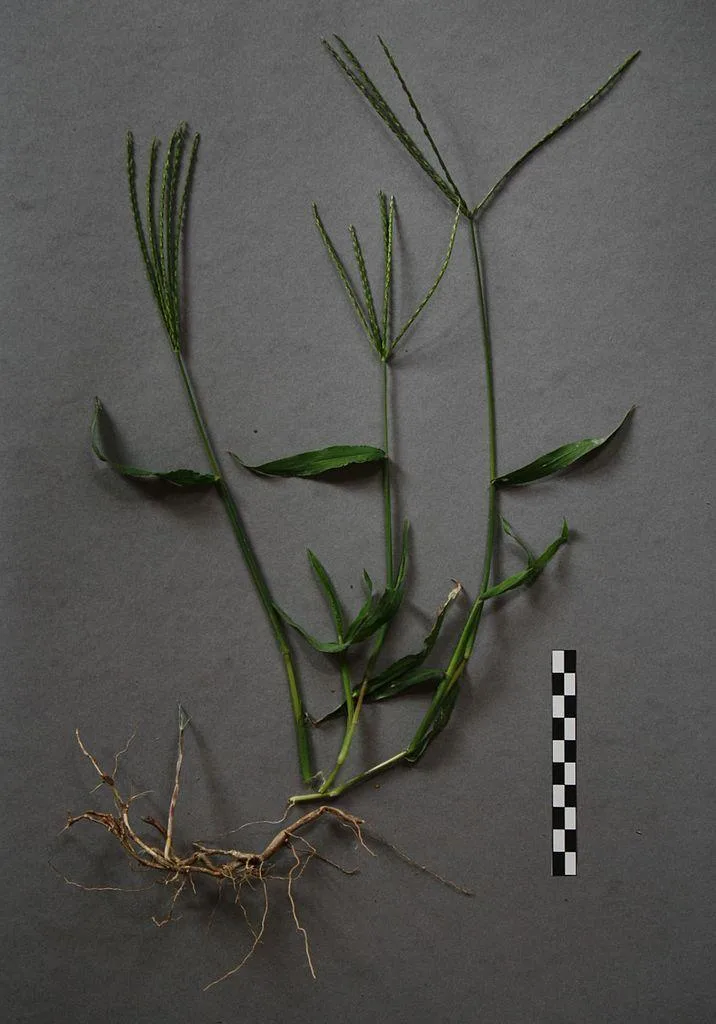 bermuda grass dormancy