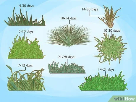 Bermuda grass germination stages