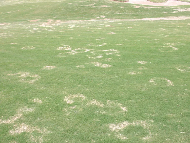Bermuda grass herbicide injury