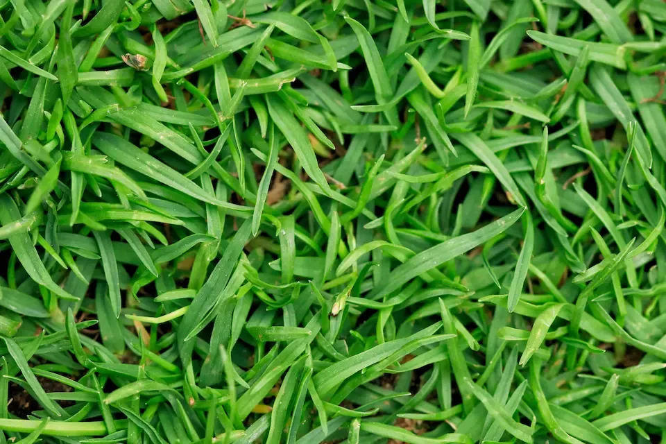 Bermuda grass identification