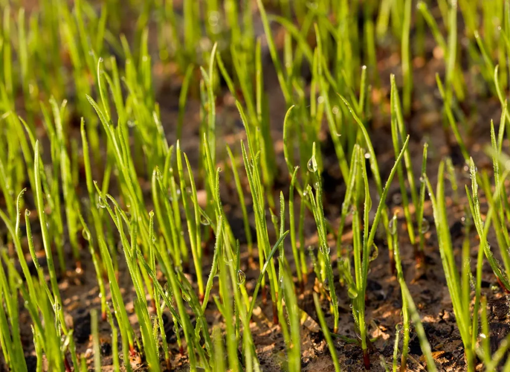 Bermuda grass in sandy soil
