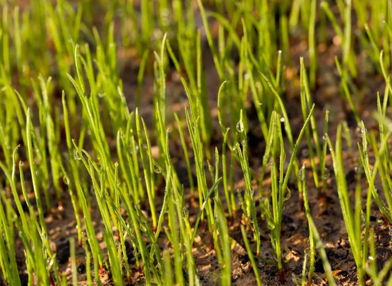 Bermuda grass in sandy soil