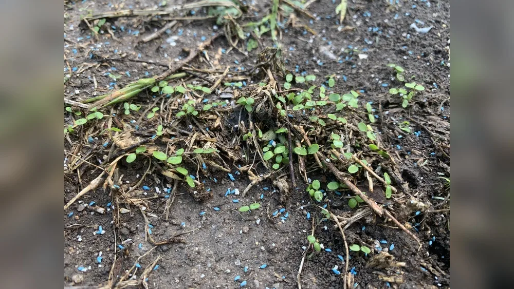 bermuda grass seedlings