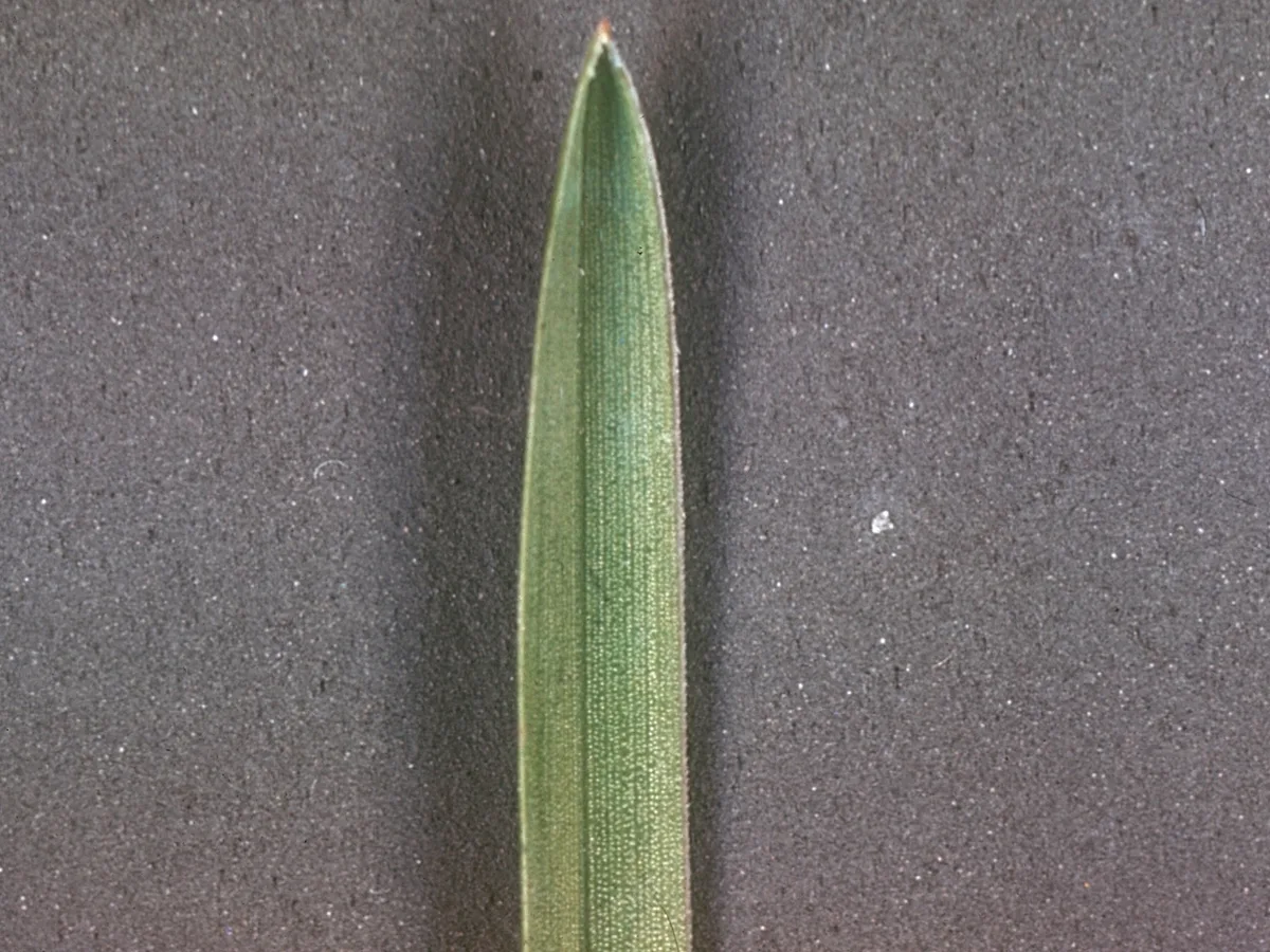 boat-shaped leaf tip Kentucky bluegrass