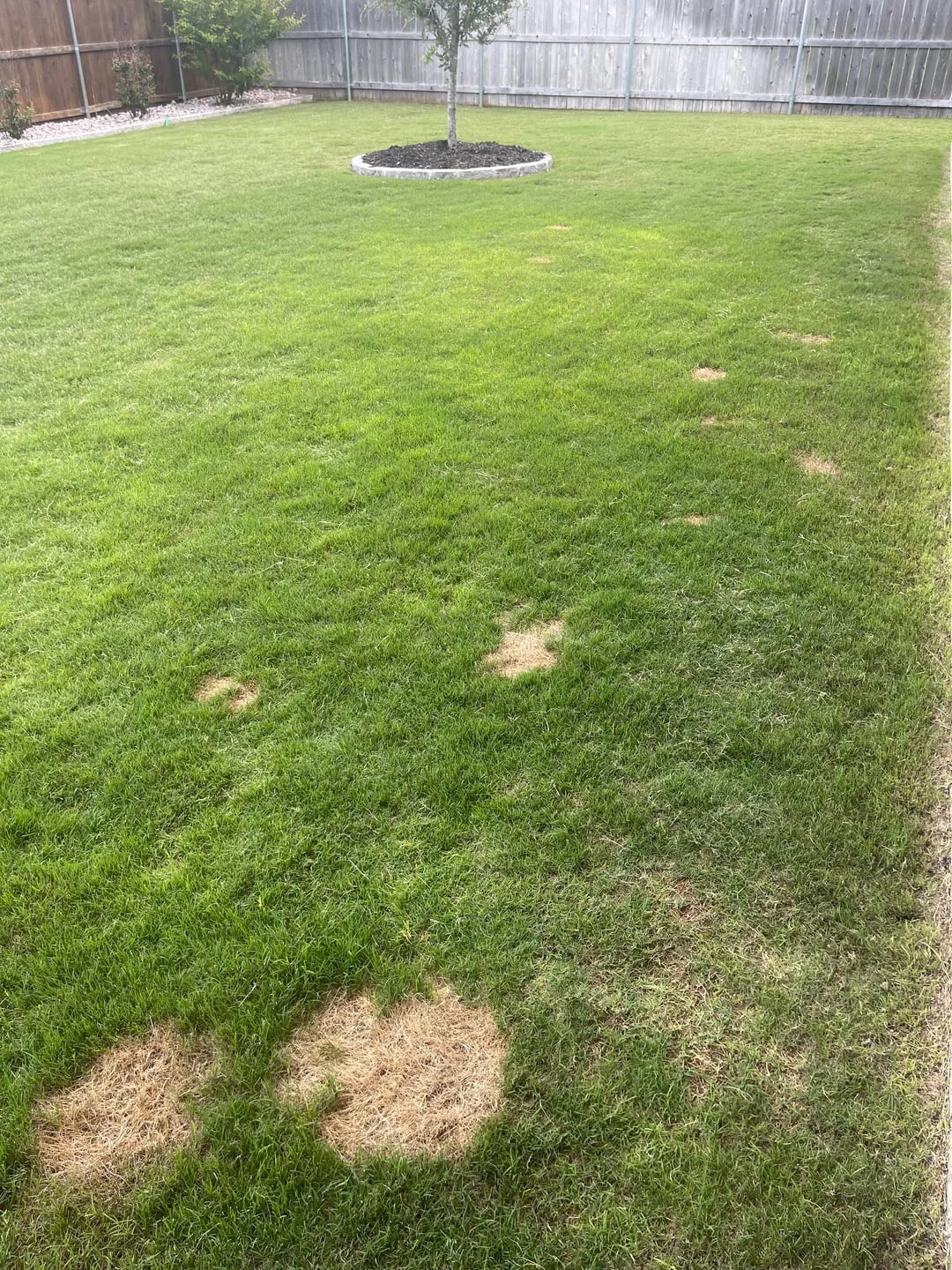 brown patch disease