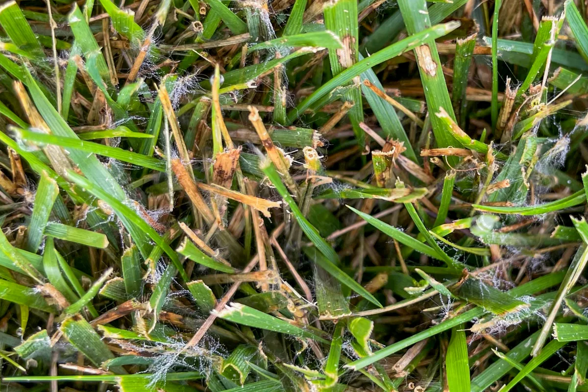 brown patch disease tall fescue