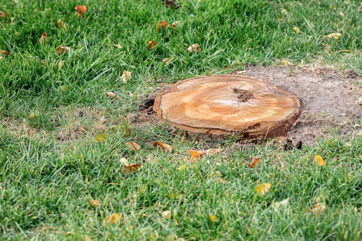 buried tree stump lawn