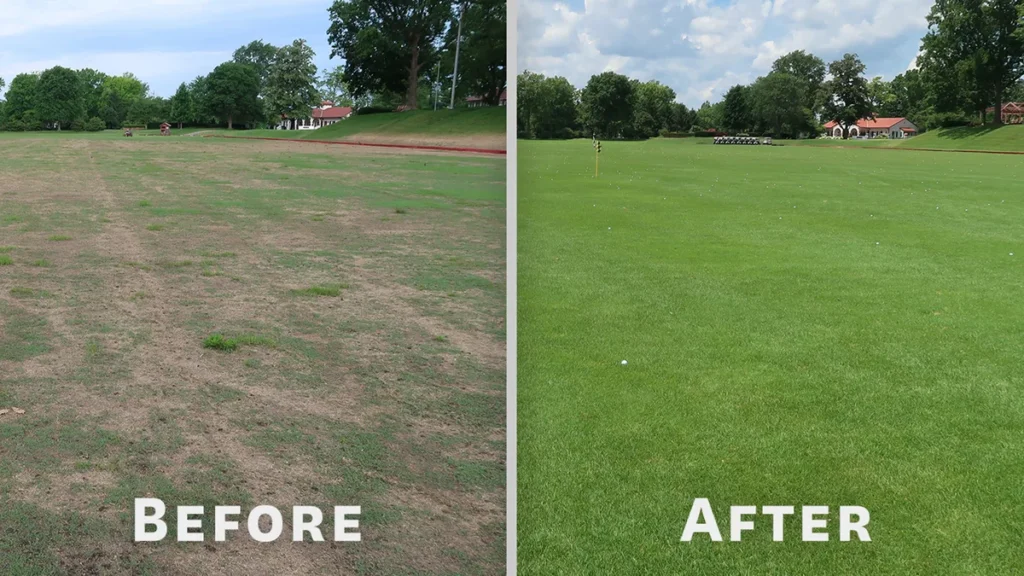 can i overseed with kentucky bluegrass