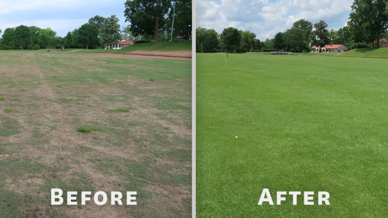 can i overseed with kentucky bluegrass