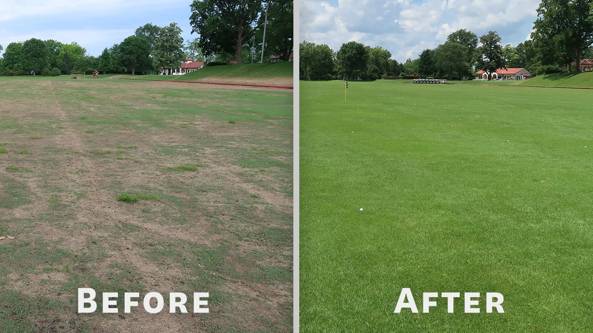 can i overseed with kentucky bluegrass