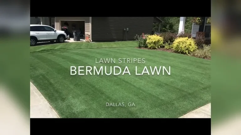 Can You Stripe Bermuda Grass