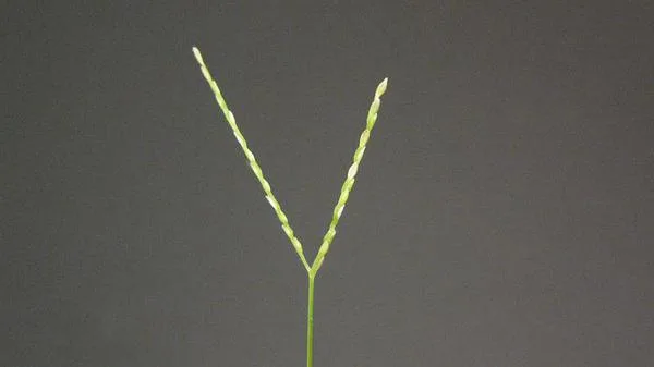 carpetgrass identification