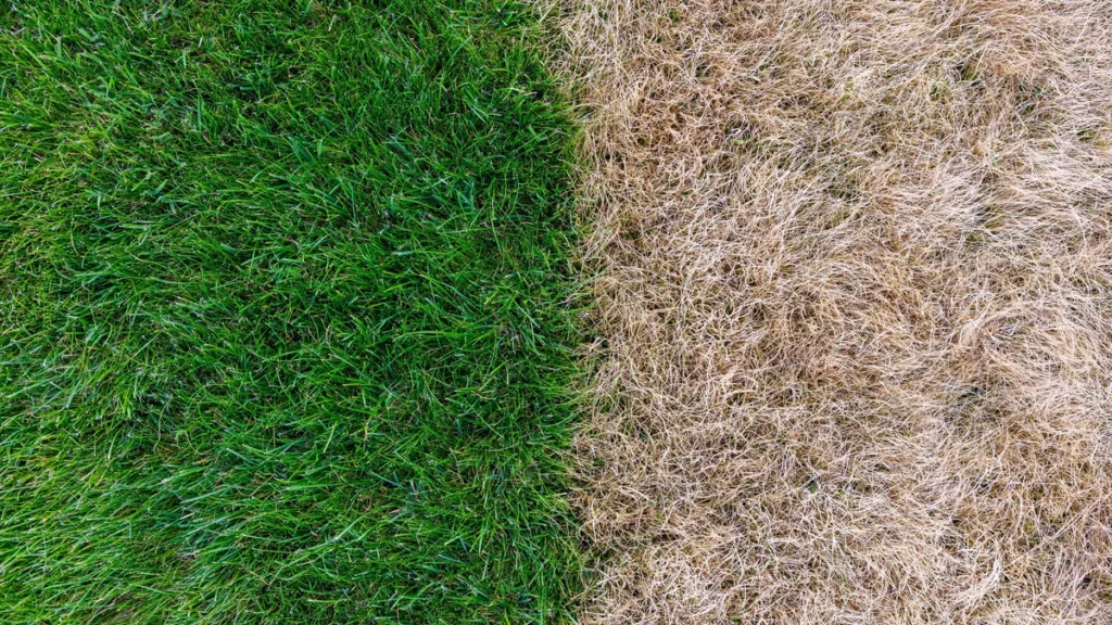 Guide to Does Bermuda Grass Turn Brown in Winter does bermuda grass turn brown in winter