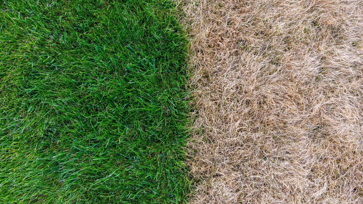 does bermuda grass turn brown in winter