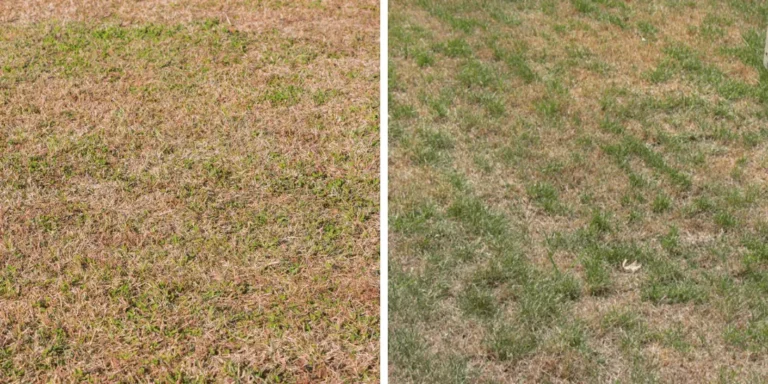 does kentucky bluegrass go dormant in the summer