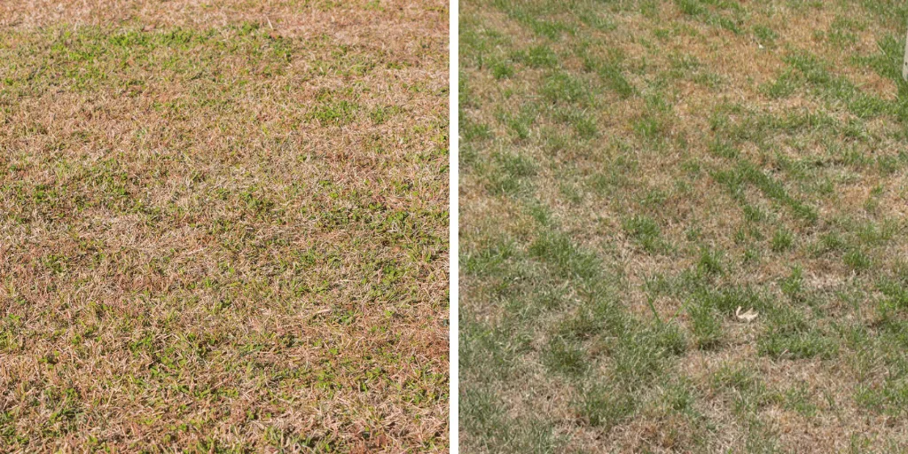 does kentucky bluegrass go dormant in the summer