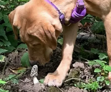 dog sniffing mushrooms in grass