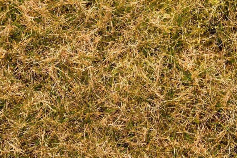 dormant Bermuda grass