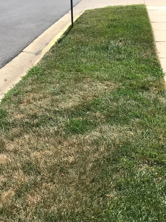 dormant tall fescue