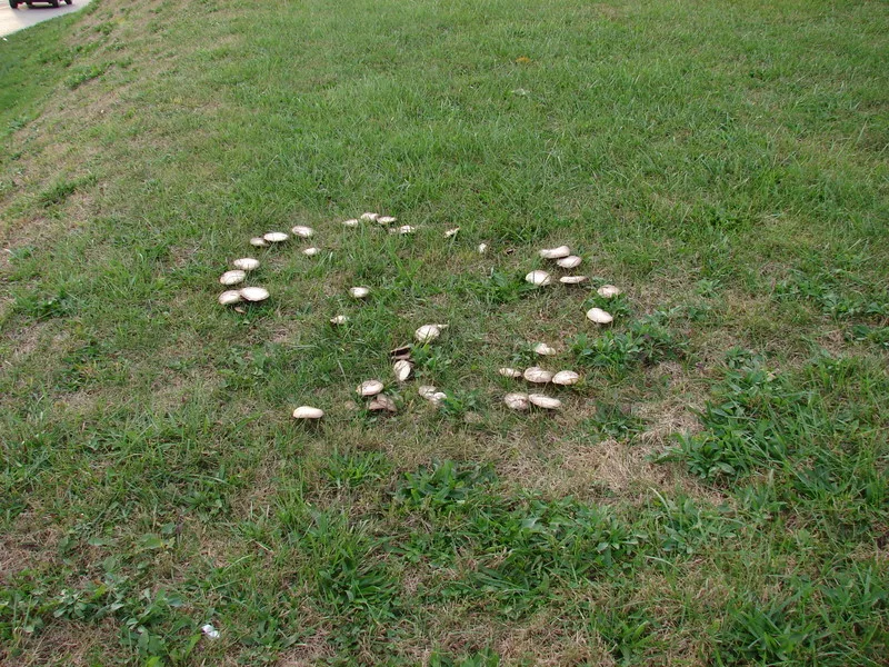 fairy ring mushrooms