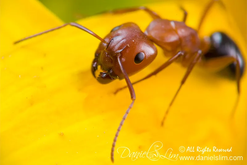 fire ant identification