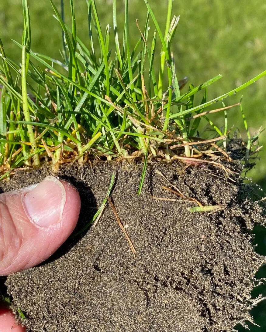 folded vernation Kentucky bluegrass