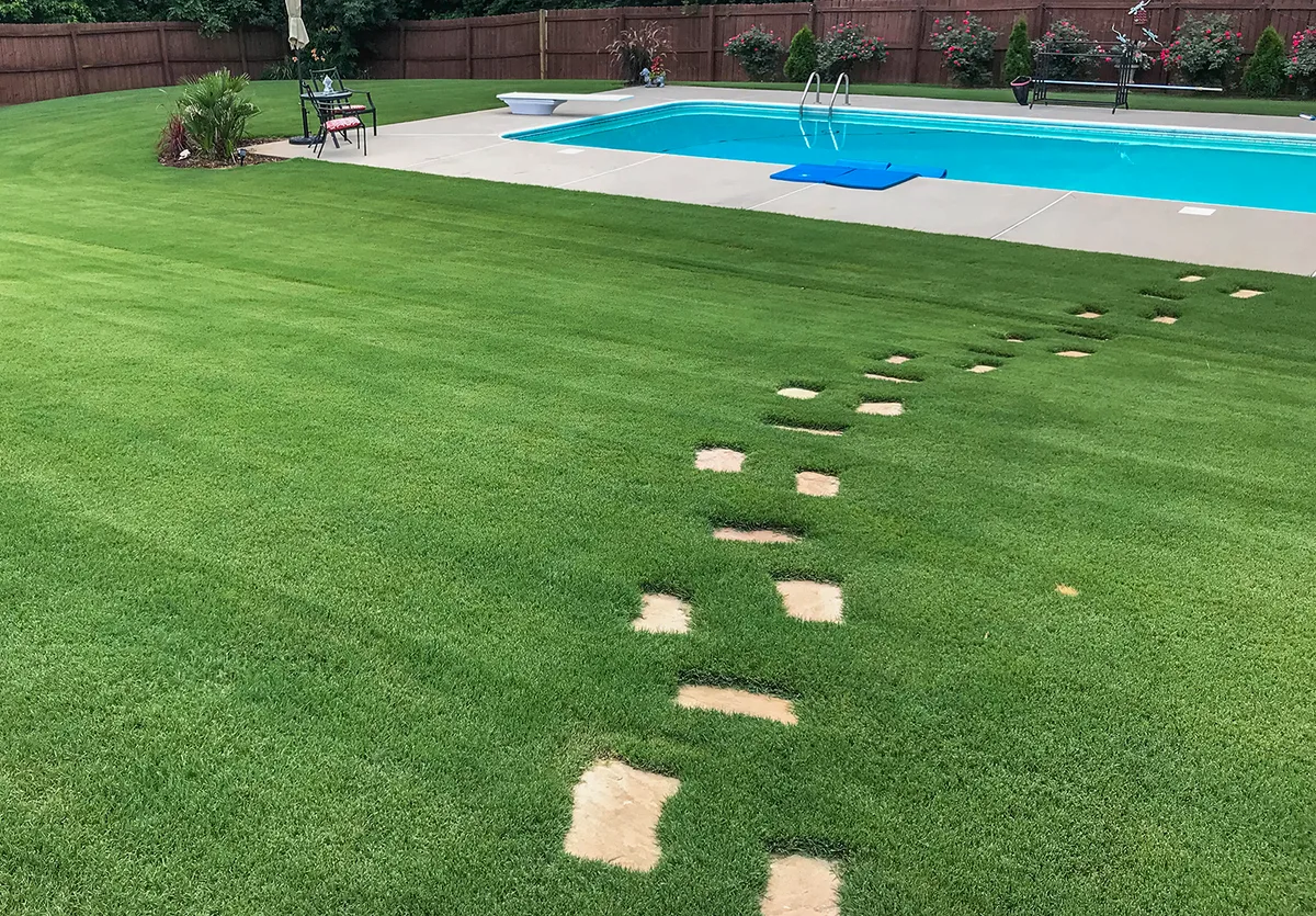 heat stress Bermuda grass