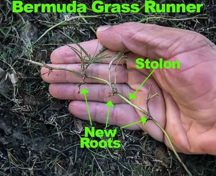 how long does it take for bermuda grass to grow