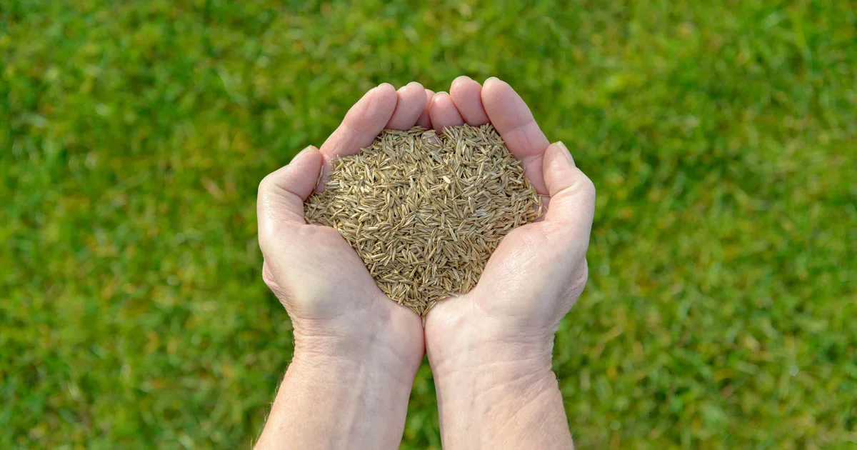 how much tall fescue grass seed per square foot