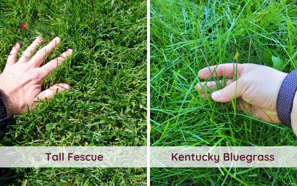 how tall does kentucky bluegrass grow​