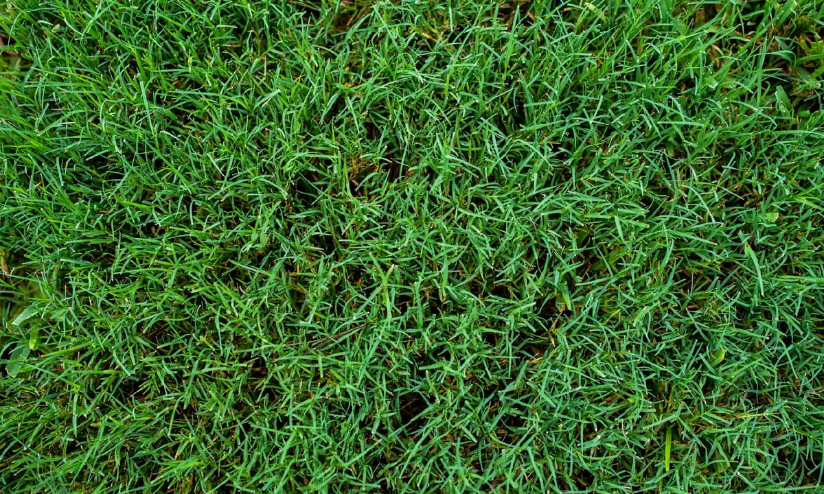 how to get rid of bahia grass in bermuda lawn