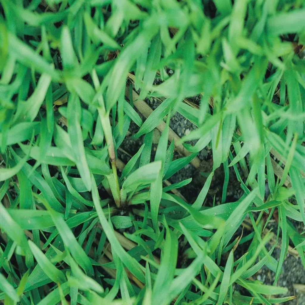 How to Get Rid of Carpet Grass in Your Lawn