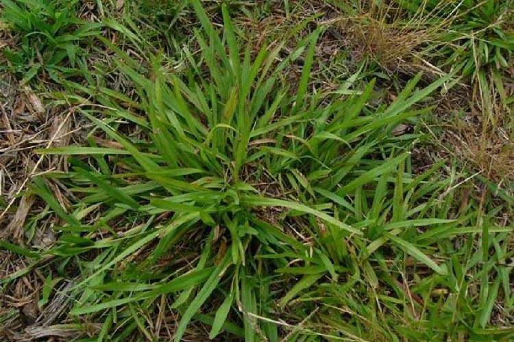 How to Get Rid of Carpet Grass in Your Lawn